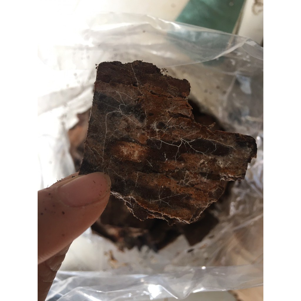 ( HOT HOT ) Vỏ thông trồng lan đã xử lý, ủ trichoderma túi 1kg