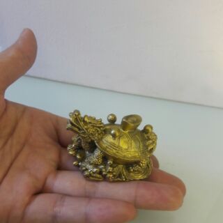 rùa đầu rồng dài 5cm