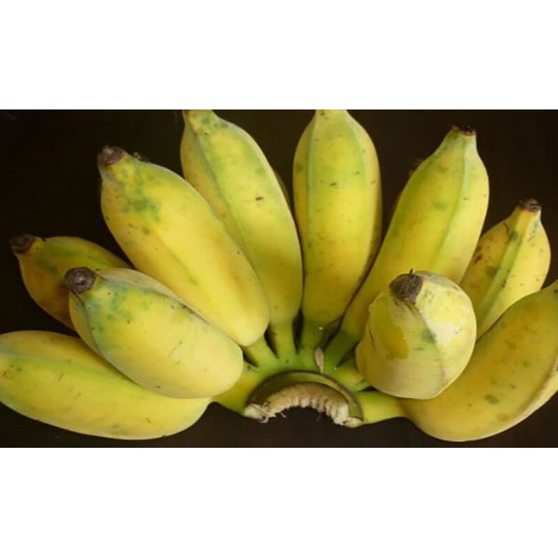 Cây giống Chuối Sứ 100% GIỐNG CHUẨN CÂY TRỒNG