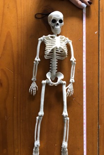 Mô hình bộ xương 40cm