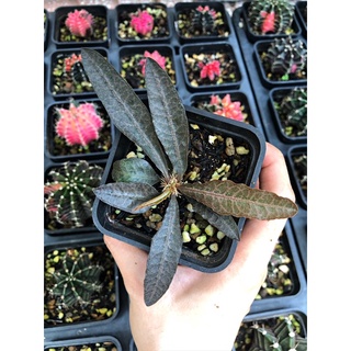 CÂY XƯƠNG RỒNG MŨ ĐỤC ( Euphorbia Francoisii)