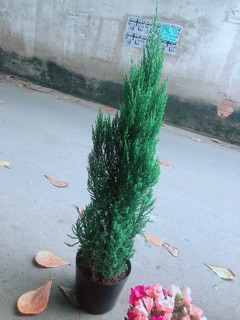 Cây Tùng Cao 80cm (Sơn Tùng)