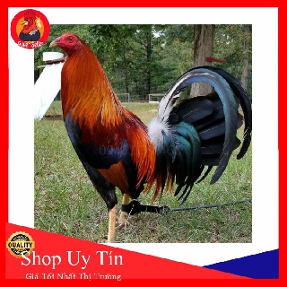Dây Thả Gà Ăn Cỏ -Dây Cao Su Co Dãn Siêu Bền-Dùng Thả Gà Ăn Cỏ