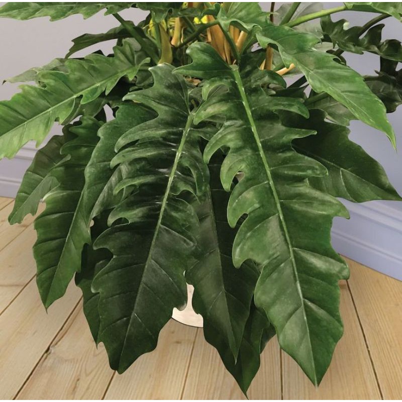 Philodendron jungle boogie - trầu bà cung đàn, cây khoẻ mạnh phát triển tốt