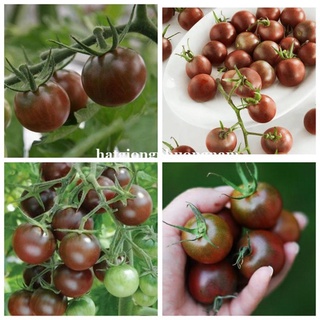5H - HẠT GIỐNG CÀ CHUA CHOCOLA