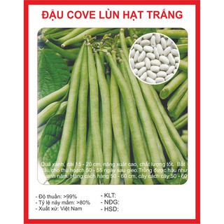 Hạt giống cove lùn hạt trắng - 50gr