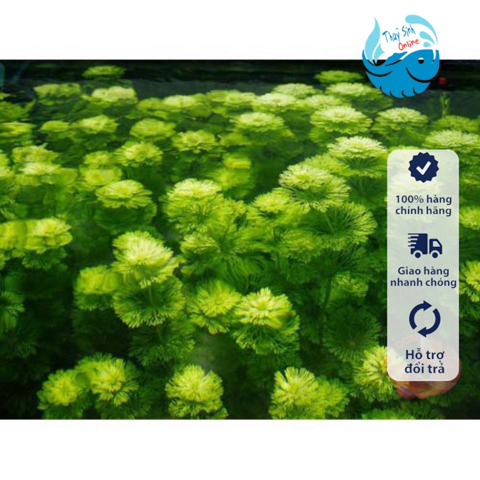 ZEROSHOCK Chống shock – Giảm stress - Dưỡng cá mới - chữa bệnh cho cá cực kì hiệu quả