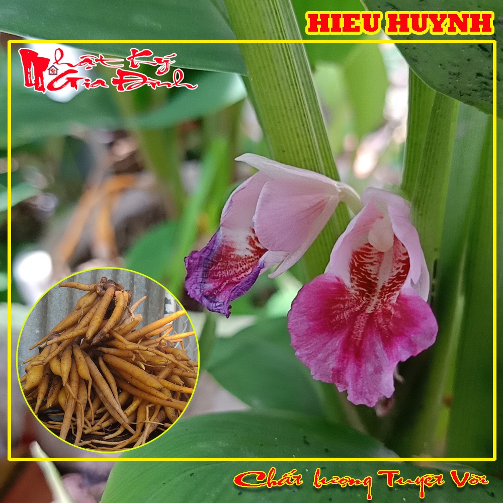 500gr Củ Ngãi Bún Nguyên Liệu Không Thể Thiếu Để Nấu Bún Cá Bún Mắm Miền Tây