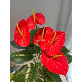 Cây hồng môn giả cao 80cm