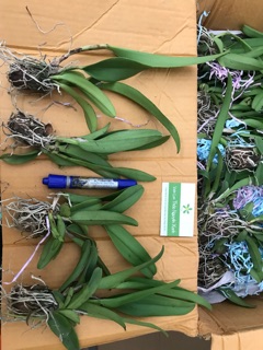 Cattleya Con Bụi Lớn Màu Đẹp