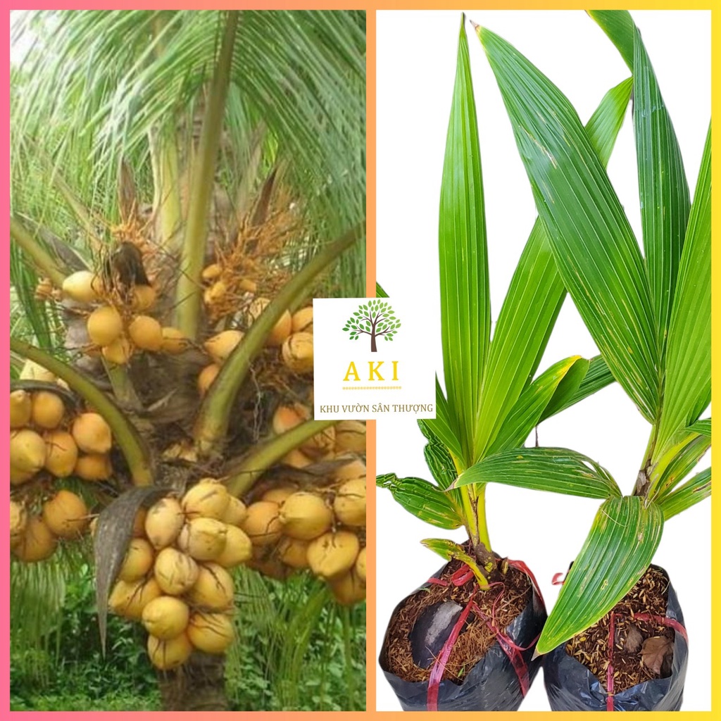 👍🌴Dừa Xiêm Vàng_ Cây giống Dừa Vàng Tam Quan👍🌴giống Chợ Lách_Bến Tre