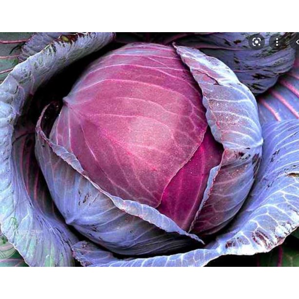 100 Hạt Giống Cải Bắp Màu Tím