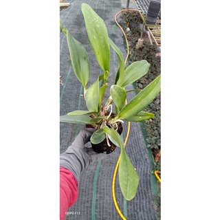 Lan Cattleya chậu lớn đang nụ