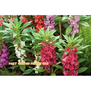 Hạt Giống Hoa Móng Tay Kép - 50 Hạt