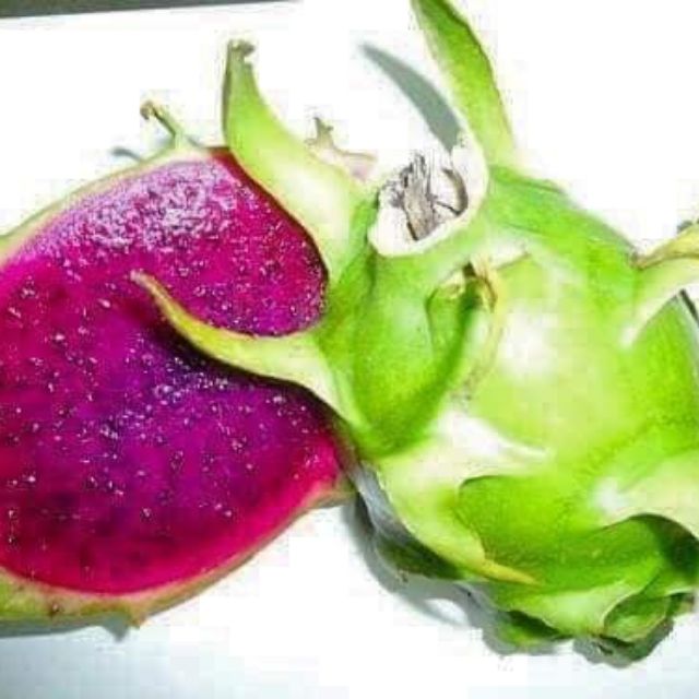 luphu cây giống nhập khẩu