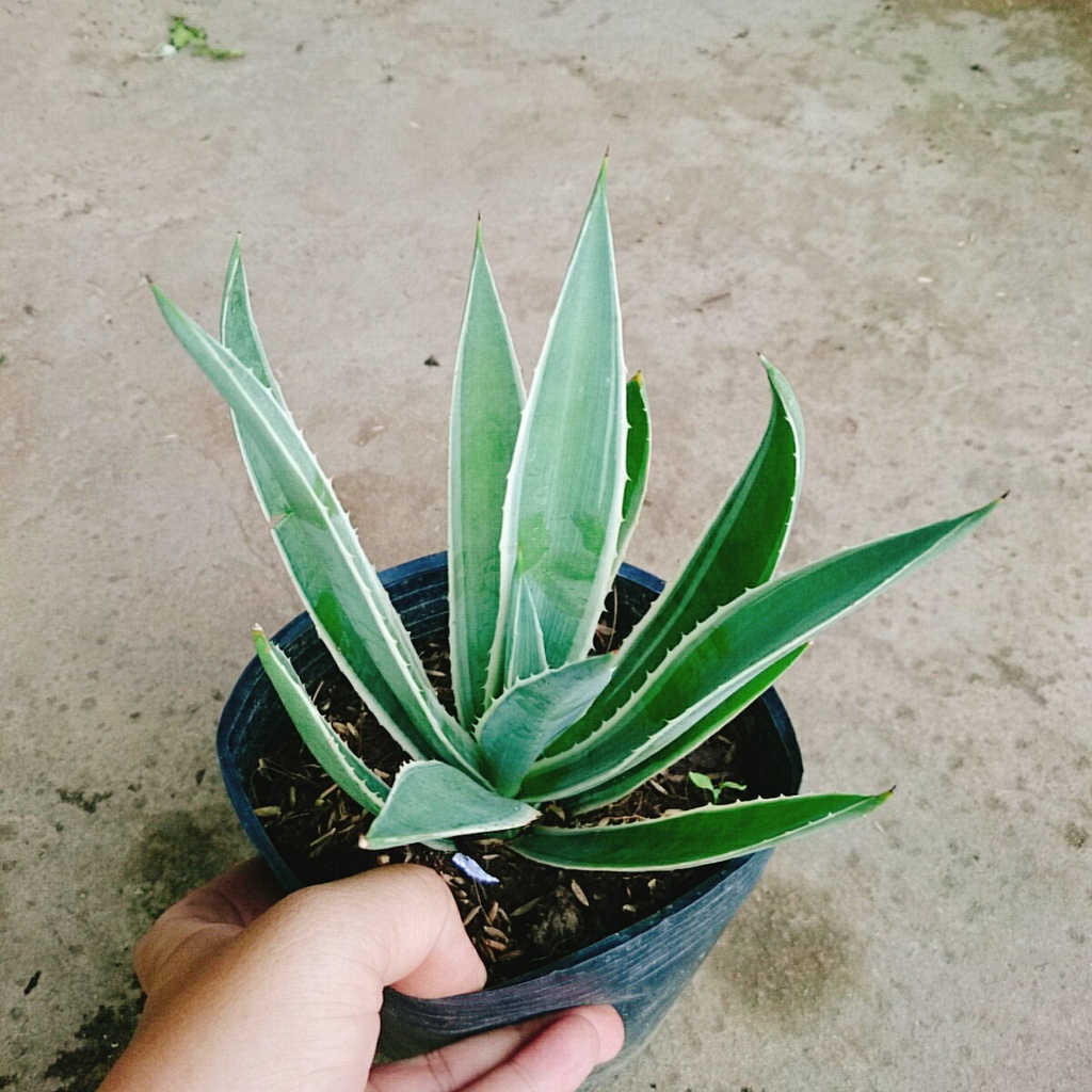 Cây Dứa Agao  - cây cảnh đẹp