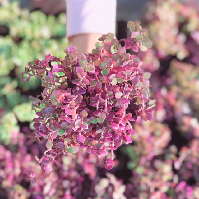 Pink lady ( tóc rối)