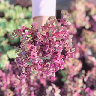 Pink lady ( tóc rối)