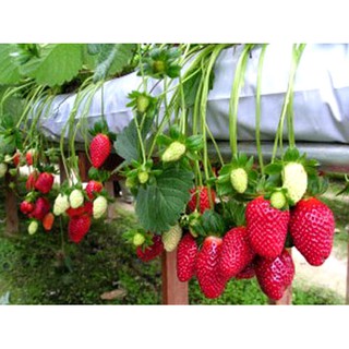 Hạt giống dâu tây