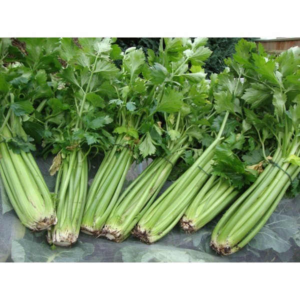 [Mới] - Hạt giống rau mùi tây chất lượng cao - Tặng kích mầm & Tài liệu hướng dẫn gieo trồng - Thuận Duy Shop