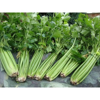 Hạt giống rau mùi tây