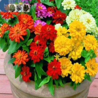 40 Hạt giống hoa cúc ngũ sắc ( cúc lá nhám)
