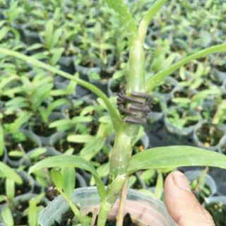 Hoa phong lan - Giả hạc nù tali
