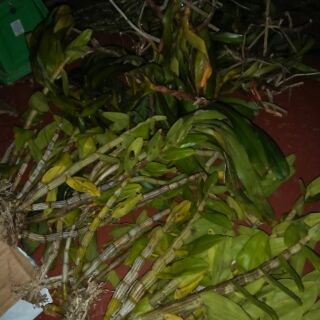 10 loại hoa phong lan  rừng