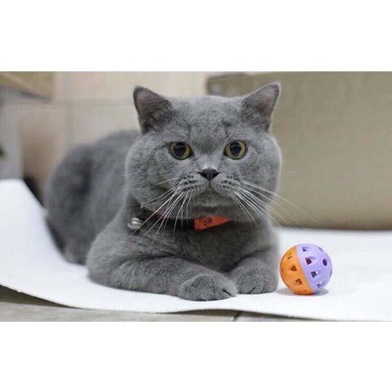 Bột Tăng Nọng - Phom Mặt Bánh Bao Cho Mèo Friend Baby Strong Gills 200g - Tăng Nọng Cho Mèo+ - BOMPET