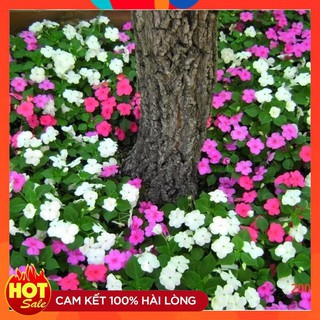 Hạt giống hoa Ngọc Thảo Mix (Impatiens)