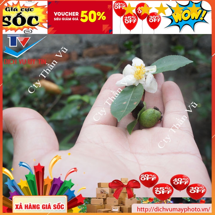Giống cây chè xanh uống nước hạt quả để trồng cây chè xanh hàng đảm bảo