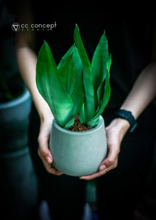 Chậu Xi Măng Tròn Trơn 14cm