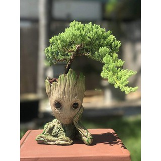 Chậu cây bé Groot Độc Đáo