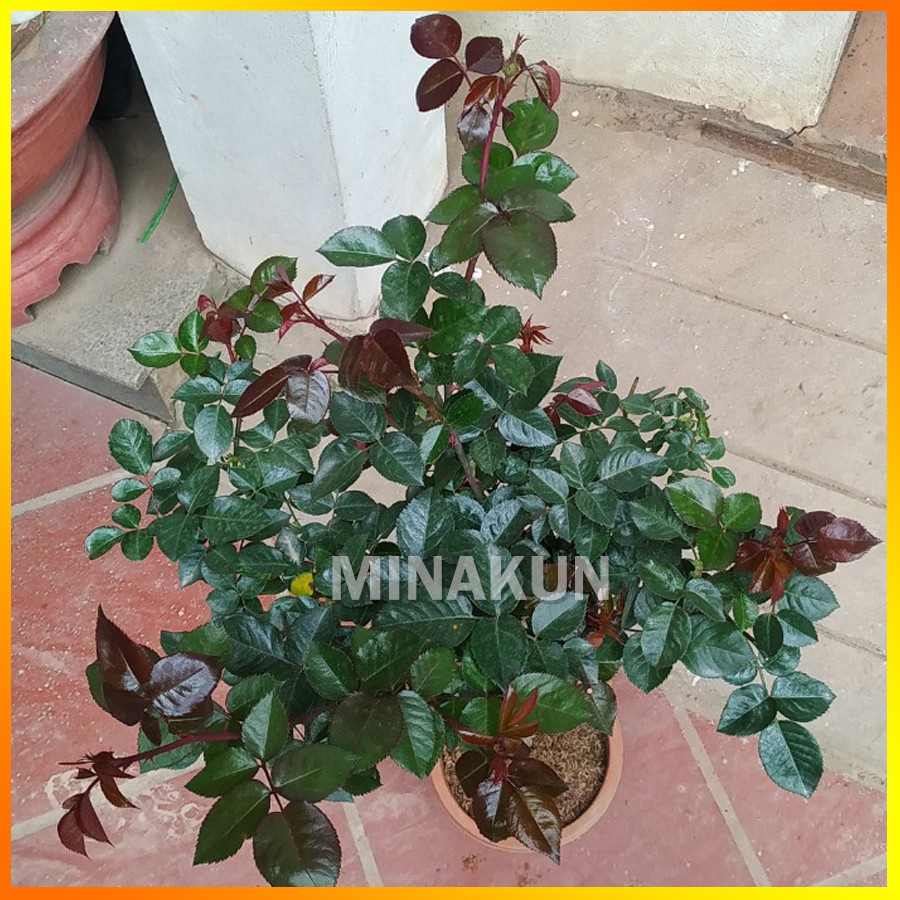 Hoa hồng ngoại tree thân gỗ Lafont Rose - MinaKun Shop