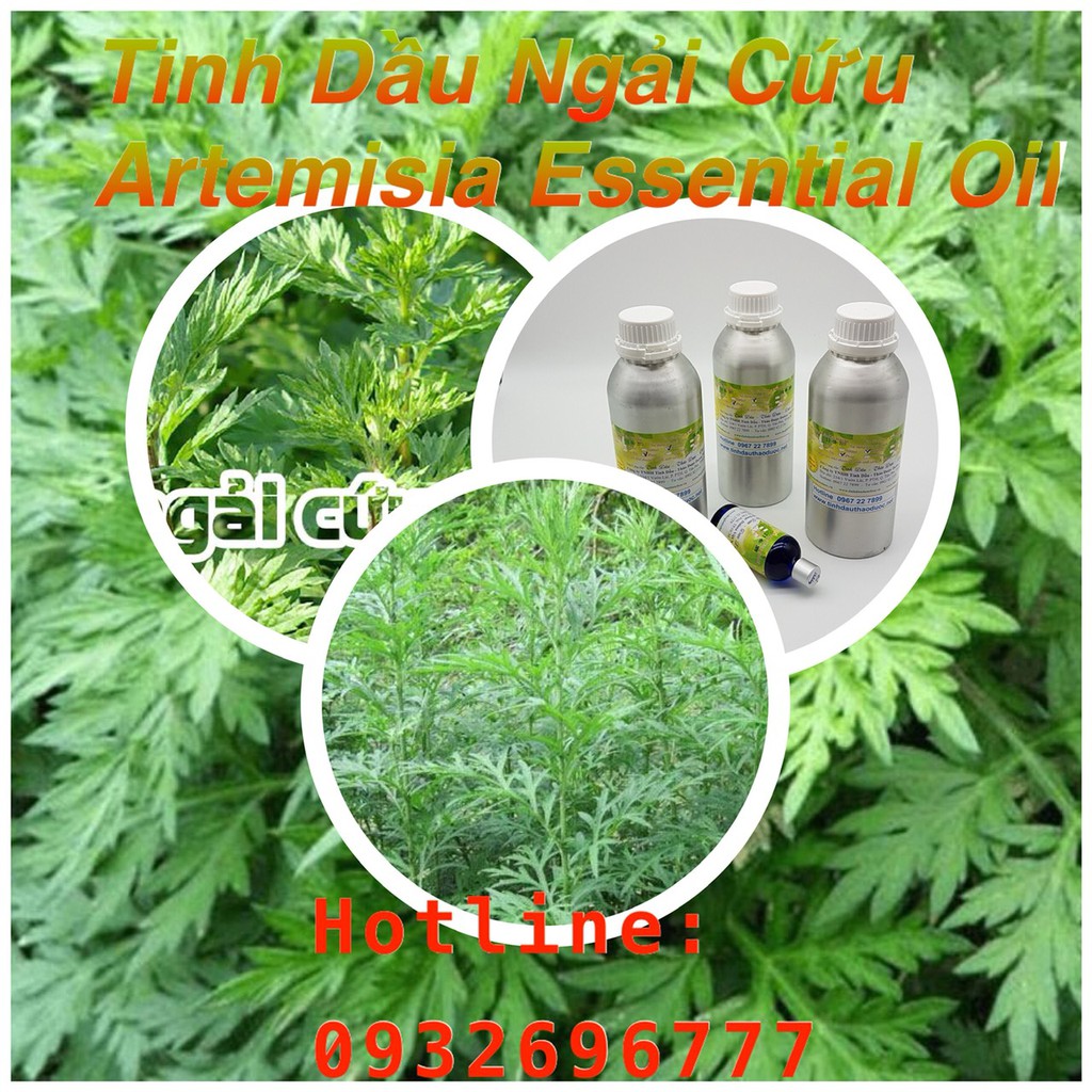 TINH DẦU NGẢI CỨU 10ML | BigBuy360 - bigbuy360.vn