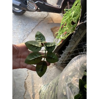 lá hồng các loại
