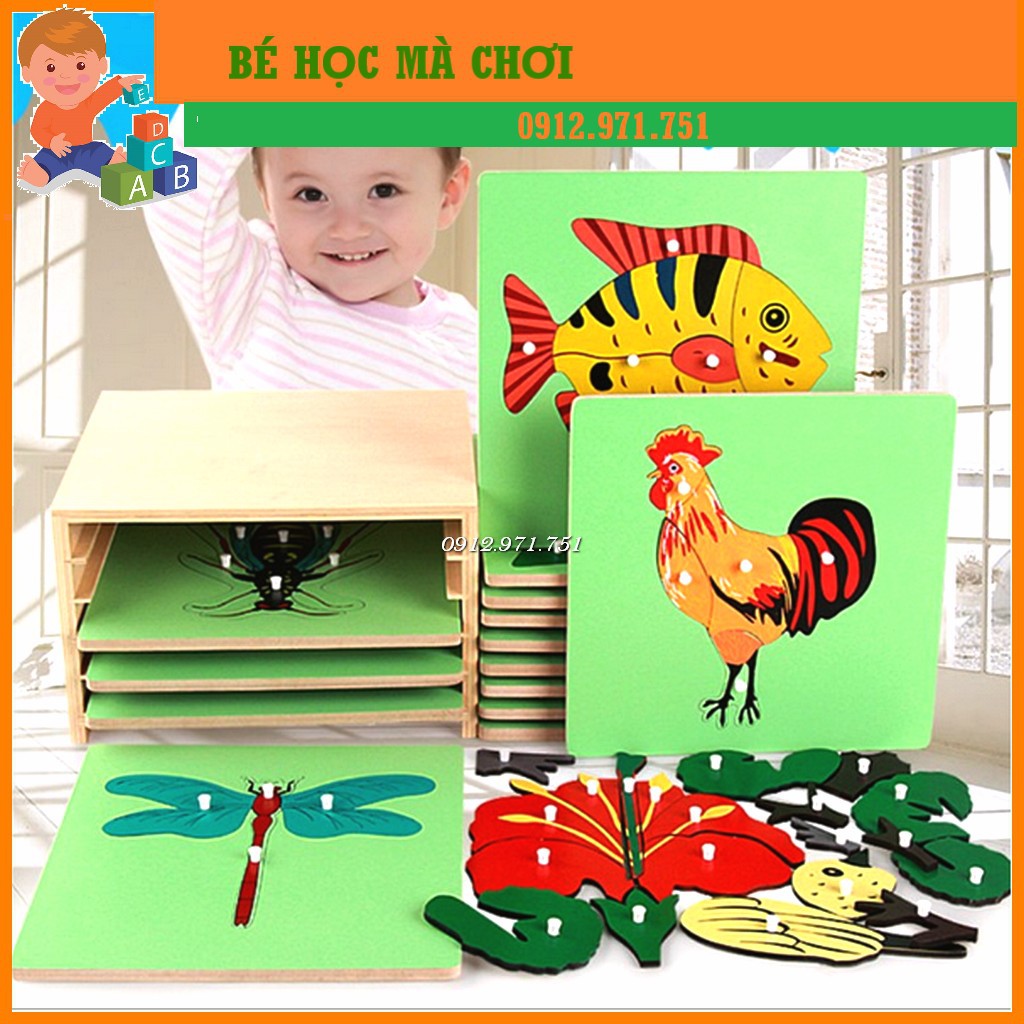 Tranh ghép sinh học - Giáo cụ Montessori