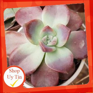 sen đá Hồng mập trung🍏 |FREESHIP| 🔥 XỨ NÓNG, ĐÃ THUẦN KHÍ HẬU, KHOẺ ĐẸP 🍏 LỖI 1 ĐỔI 1