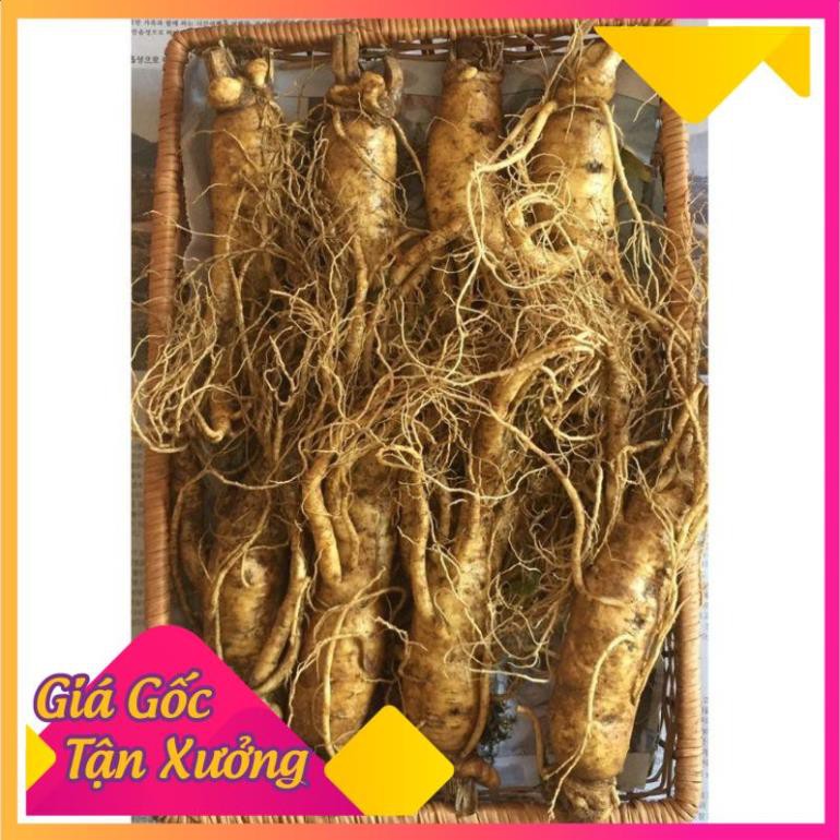 Nhân sâm tươi Hàn Quốc minh mẫn sảng khoái bồi bổ sức khỏe-1kg 8 củ,PP Ánh Dương Korea