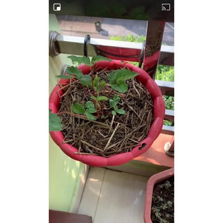 Hạt giống dâu tây hana giống chịu nhiệt quả siêu ngọt 50 hạt ĐẠI GIẢM GIÁ TẾT