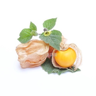 Hạt giống anh đào Mario Ground 50h