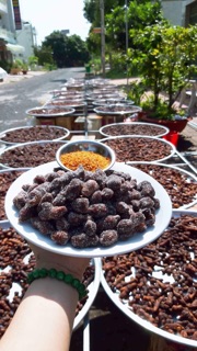 Combo Me Lào sốc MUỐI TÔM