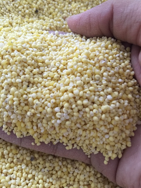 1kg Hạt kê nếp vàng