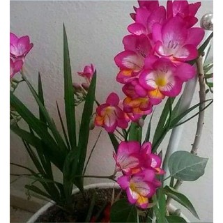 Củ giống hoa lan nam phi hoa màu hồng phấn ( 1 củ + 1 viên nén xơ dừa ươm củ )