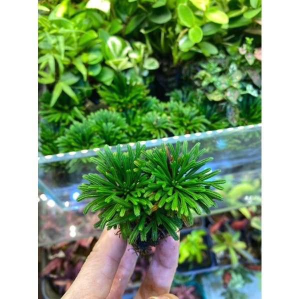Trường sinh thảo, cây mini cây thân rễ thuần nước trồng bán cạn, terrarium, non bộ, làm tiểu cảnh