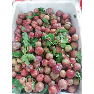 {BAO ĂN} 1kg Mận hậu mộc châu