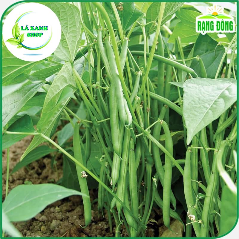Hạt giống Đậu Cove Bụi Lùn Sinh Trưởng Khỏe, Trồng Quanh Năm (gói 20gram) - Hạt giống Rạng Đông