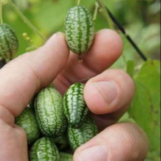 HẠT GIỐNG DƯA HẤU TÍ HON 🍉