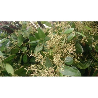 Cây quế quan, quế khâu lấy vỏ dùng làm gia vị -Cây hoa kiểng Đồng Tháp