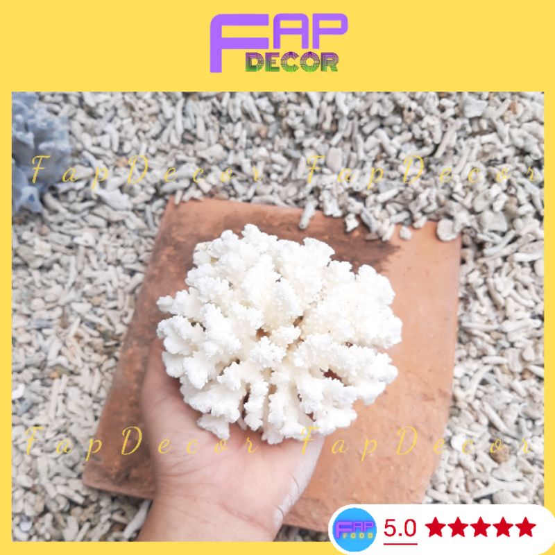 Chùm Bông Rạn Biển Siêu Xinh Trang Trí Hồ Cá, Làm Thủy Sinh, Làm Chùm Bông Để Bàn, Decor Nhà Cửa - FapFood